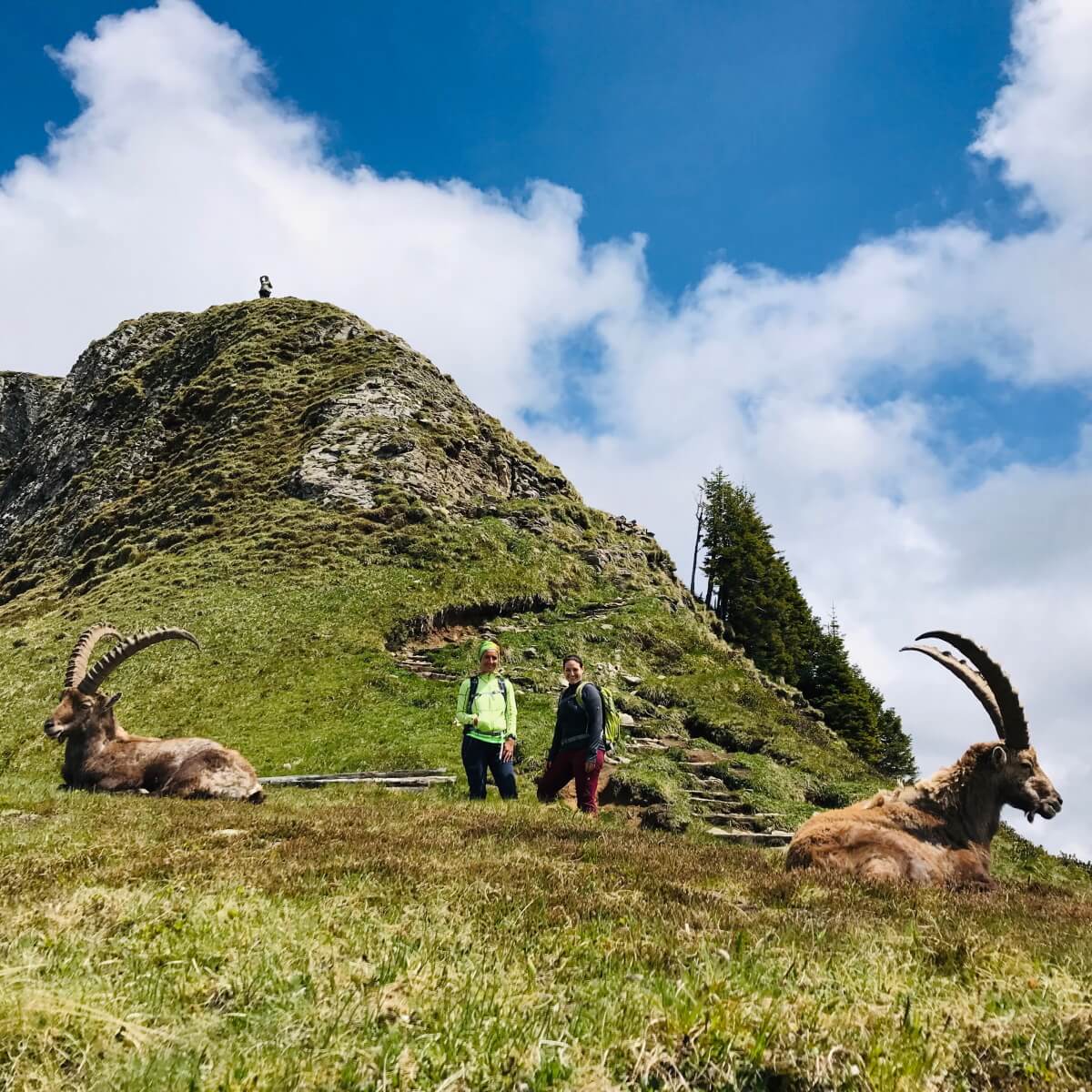 Güggisgrat Mai 2020 mit Rainer von simply.hiking