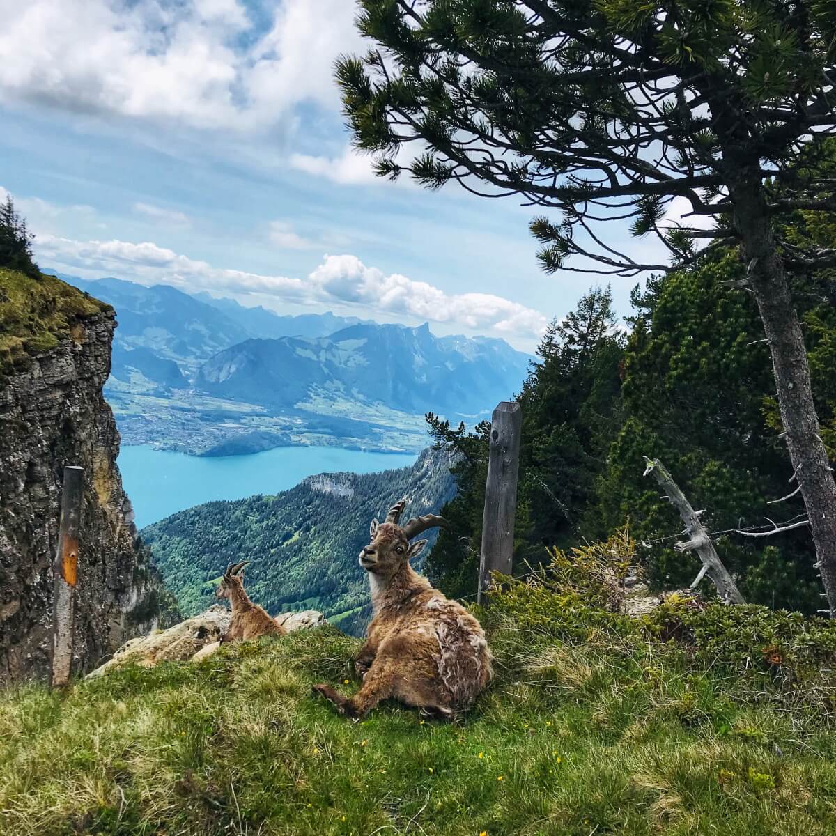 Güggisgrat Mai 2020 mit Rainer von simply.hiking