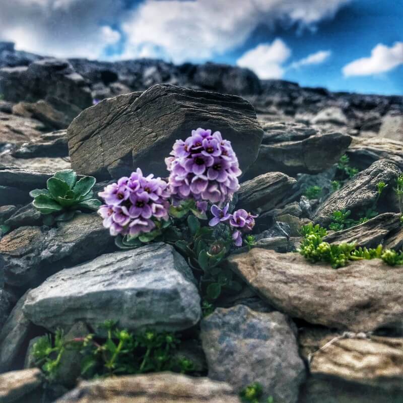 Vier Grate auf einen Streich: Ärtelegrat - Engstligengrat -Schwarzgrätli - Üschinengrat mit Rainer von simply.hiking