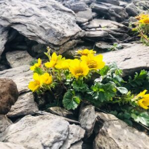 Vier Grate auf einen Streich: Ärtelegrat - Engstligengrat -Schwarzgrätli - Üschinengrat mit Rainer von simply.hiking