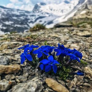Vier Grate auf einen Streich: Ärtelegrat - Engstligengrat -Schwarzgrätli - Üschinengrat mit Rainer von simply.hiking