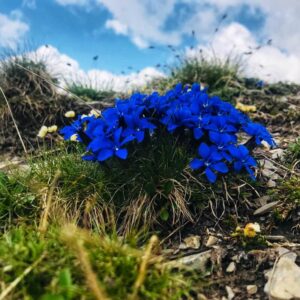 Vier Grate auf einen Streich: Ärtelegrat - Engstligengrat -Schwarzgrätli - Üschinengrat mit Rainer von simply.hiking