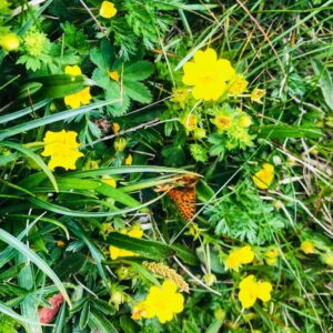 Vier Grate auf einen Streich: Ärtelegrat - Engstligengrat -Schwarzgrätli - Üschinengrat mit Rainer von simply.hiking