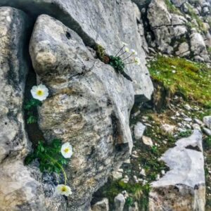 Vier Grate auf einen Streich: Ärtelegrat - Engstligengrat -Schwarzgrätli - Üschinengrat mit Rainer von simply.hiking