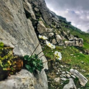 Vier Grate auf einen Streich: Ärtelegrat - Engstligengrat -Schwarzgrätli - Üschinengrat mit Rainer von simply.hiking