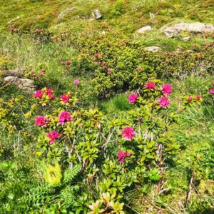 Vier Grate auf einen Streich: Ärtelegrat - Engstligengrat -Schwarzgrätli - Üschinengrat mit Rainer von simply.hiking