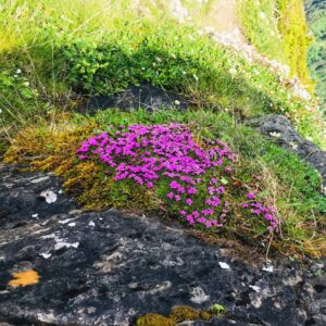 Vier Grate auf einen Streich: Ärtelegrat - Engstligengrat -Schwarzgrätli - Üschinengrat mit Rainer von simply.hiking
