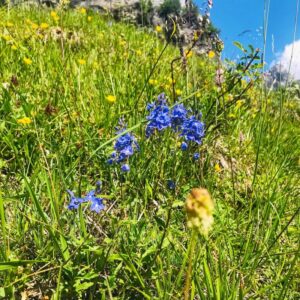 Die Gemsfreiheit am Fusse der Gemmi mit Rainer Reini von simply.hiking