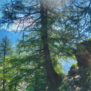 Die Gemsfreiheit am Fusse der Gemmi mit Rainer Reini von simply.hiking