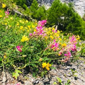 Die Gemsfreiheit am Fusse der Gemmi mit Rainer Reini von simply.hiking