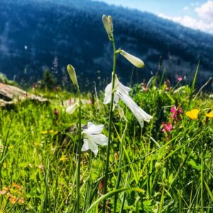 Die Gemsfreiheit am Fusse der Gemmi mit Rainer Reini von simply.hiking