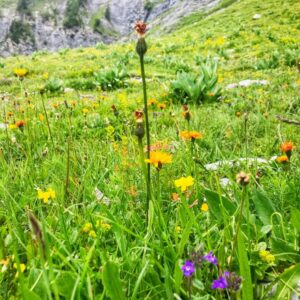 Die Gemsfreiheit am Fusse der Gemmi mit Rainer Reini von simply.hiking