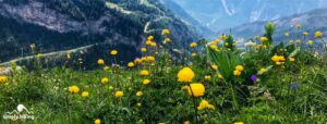 Die Gemsfreiheit am Fusse der Gemmi mit Rainer Reini von simply.hiking breit
