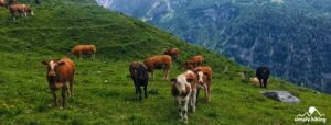 Die Gemsfreiheit am Fusse der Gemmi mit Rainer Reini von simply.hiking breit