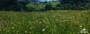 Die Gemsfreiheit am Fusse der Gemmi mit Rainer Reini von simply.hiking breit