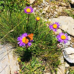 Vier Grate auf einen Streich: Ärtelegrat - Engstligengrat -Schwarzgrätli - Üschinengrat mit Rainer von simply.hiking