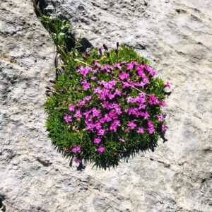 Vier Grate auf einen Streich: Ärtelegrat - Engstligengrat -Schwarzgrätli - Üschinengrat mit Rainer von simply.hiking