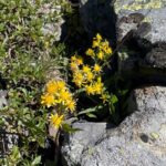 Zermatt Oberrothorn 3000plus und Kristallweg und Stellisee mit Rainer von simply.hiking