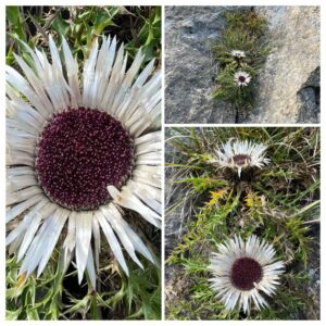 Via Glaralpina / Glarnerland Dein Wandererlebnis mit Rainer von simply.hiking