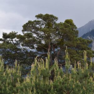 KulTour ● Wein ● Wandern Naturpark Pfyn-Finges 7./8. Mai 2022 Leuk-Stadt mit Rainer Reini von simply.hiking