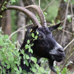 KulTour ● Wein ● Wandern Naturpark Pfyn-Finges 7./8. Mai 2022 Leuk-Stadt mit Rainer Reini von simply.hiking