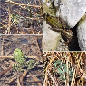 KulTour ● Wein ● Wandern Naturpark Pfyn-Finges 7./8. Mai 2022 Leuk-Stadt mit Rainer Reini von simply.hiking