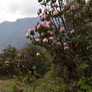 Nepal Trekking mit Reini von simply.hiking