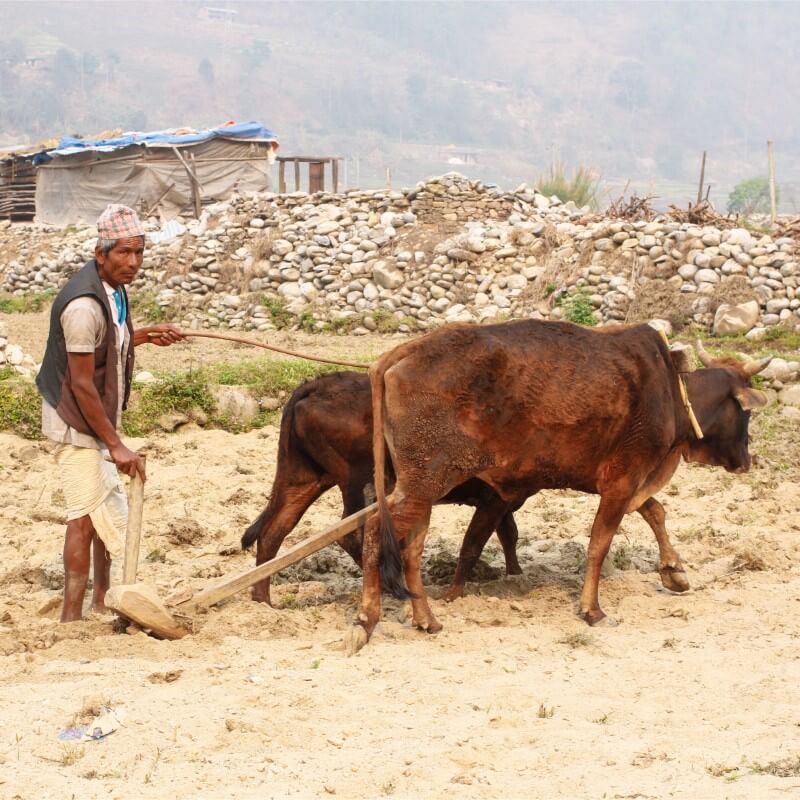 Shivapuri Nationalpark Trekking Nepal mit Reini von simply.hiking