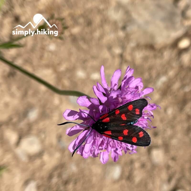 Gemsfreiheit am Fusse der Gemmi mit Reini von simply.hiking