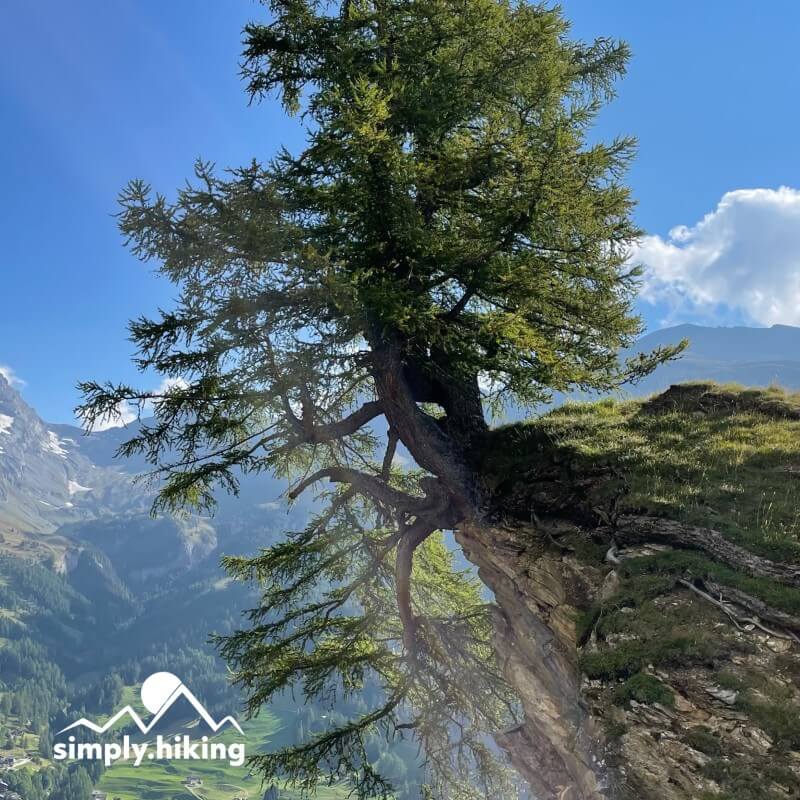 Gemsfreiheit am Fusse der Gemmi mit Reini von simply.hiking