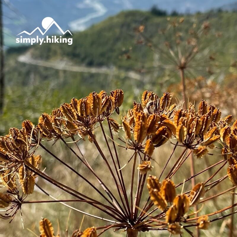 Gemsfreiheit am Fusse der Gemmi mit Reini von simply.hiking