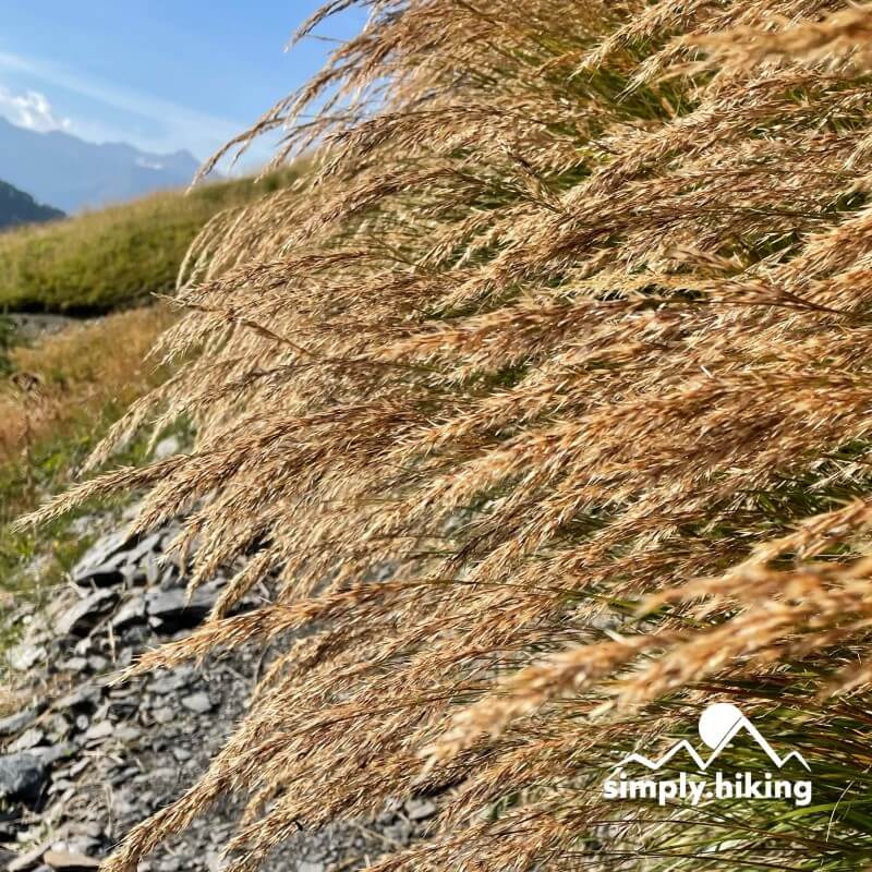 Gemsfreiheit am Fusse der Gemmi mit Reini von simply.hiking