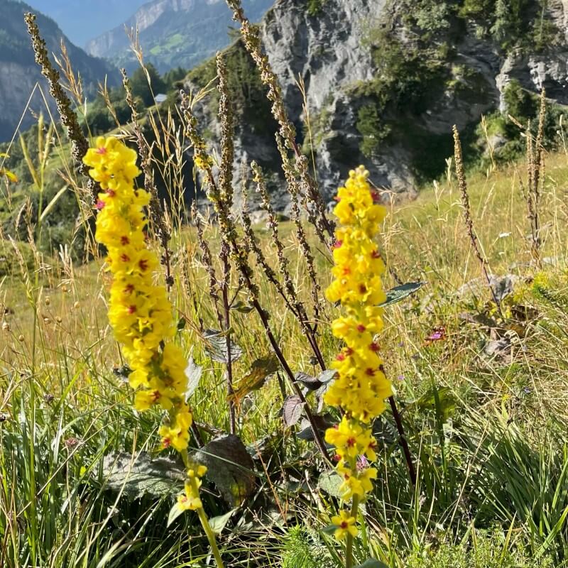 Gemsfreiheit am Fusse der Gemmi mit Reini von simply.hiking