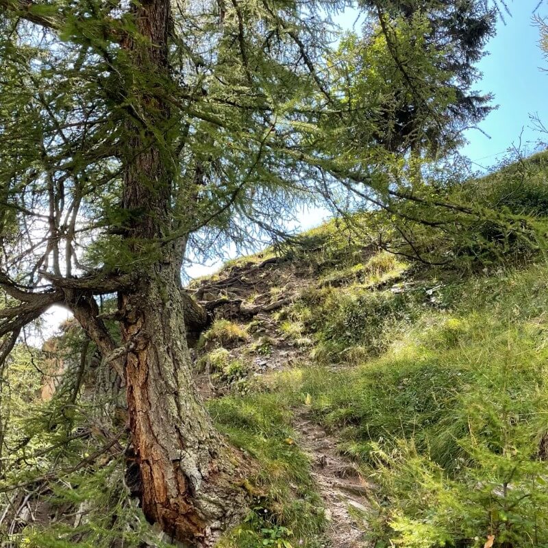 Gemsfreiheit am Fusse der Gemmi mit Reini von simply.hiking