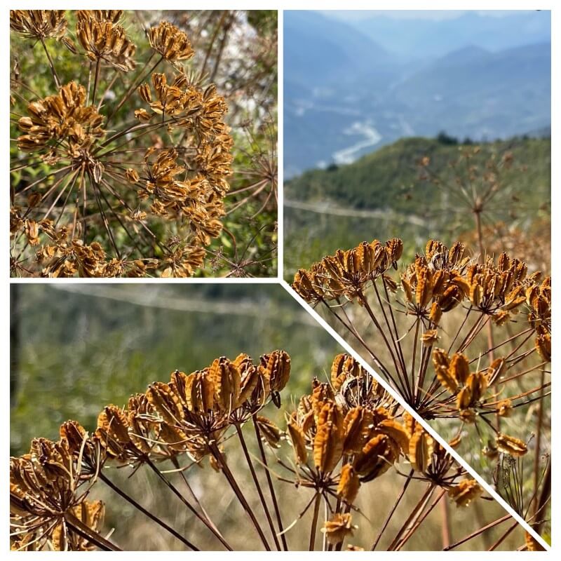Gemsfreiheit am Fusse der Gemmi mit Reini von simply.hiking