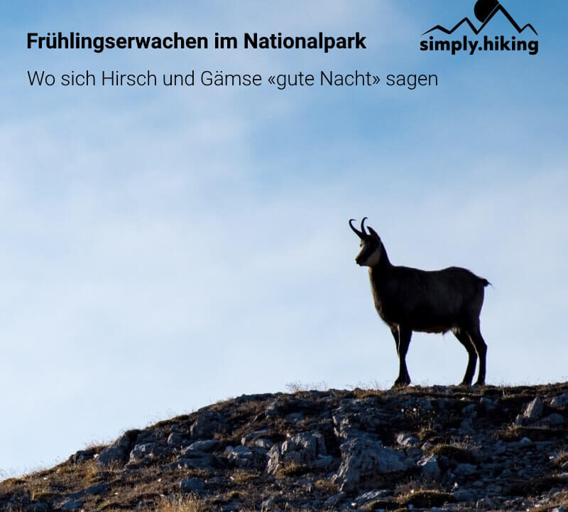Schweizer Nationalpark mit Reini von simply.hiking
