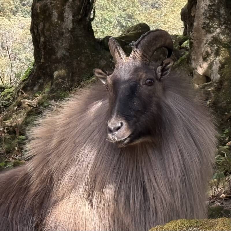 Ruhender männlicher Himalaya-Tahr zwischen Bäumen bei der Serang Gompa