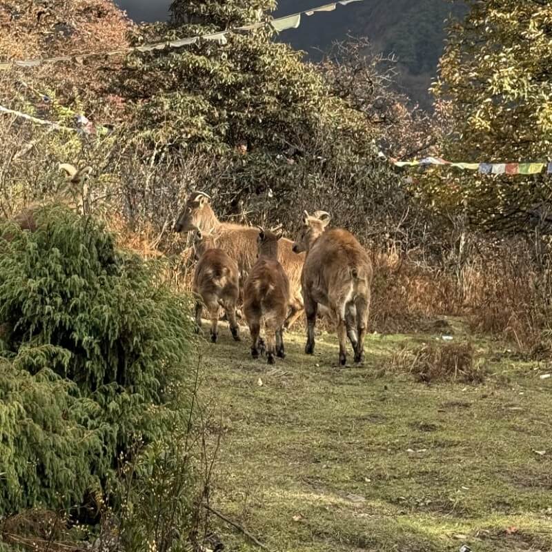 Gruppe von Himalaya-Tahren auf einem Weg unter Gebetsfahnen bei der Serang Gompa