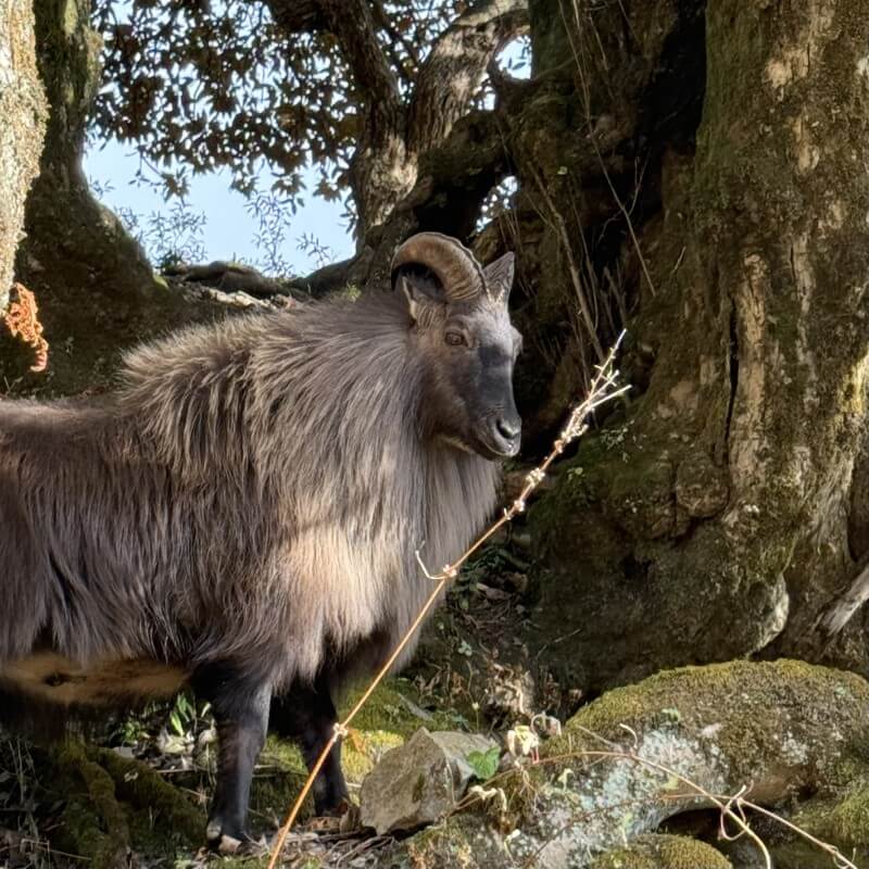 Männlicher Himalaya-Tahr zwischen moosbewachsenen Bäumen bei der Serang Gompa