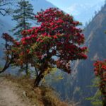 Mardi Himal Frühling in Nepal mit Rainer von simply.hiking
