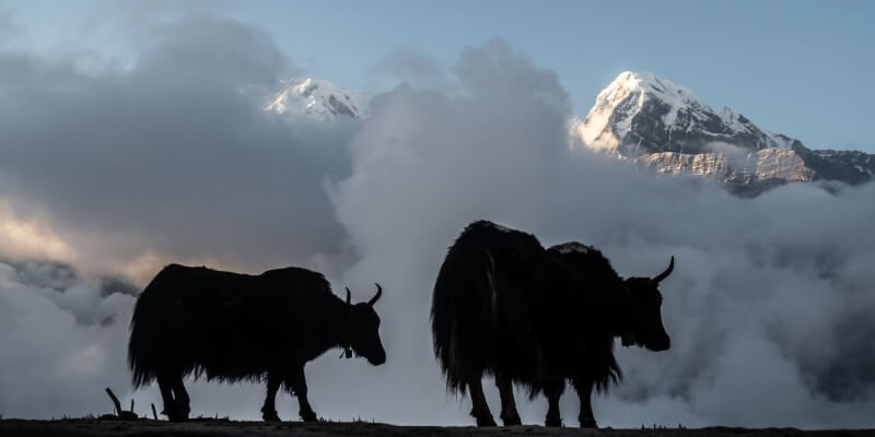 Yaks im Mardi Himal