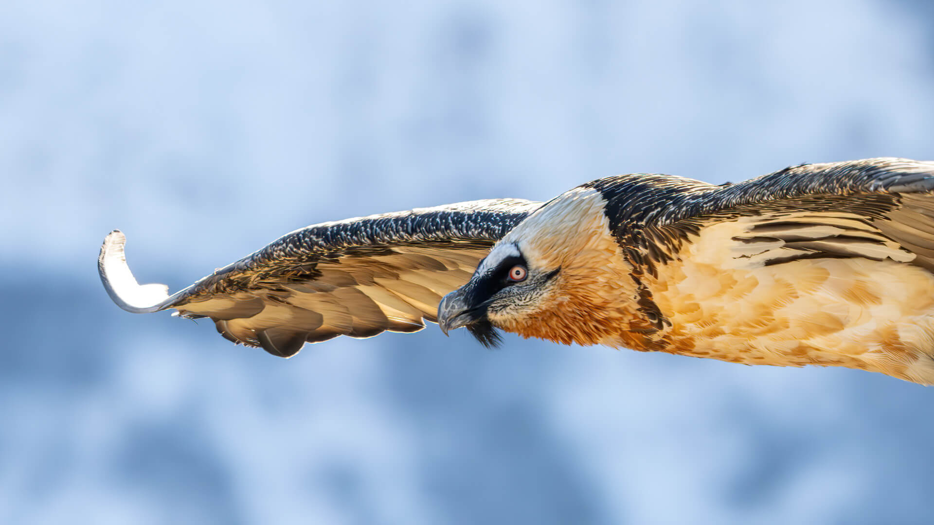 Bartgeier bei der Gemmi -(c) Hansrued Weyrich